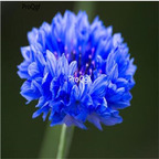 19usd Ngryise 3000Pcs A Set Centaurea seed