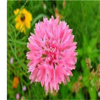 19usd pink Ngryise 3000Pcs A Set Centaurea seed