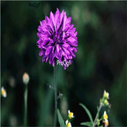 19usd purple Ngryise 3000Pcs A Set Centaurea seed