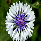 19usd white Ngryise 3000Pcs A Set Centaurea seed