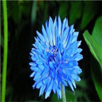 19usd light blue Ngryise 3000Pcs A Set Centaurea seed