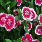 19usd red with white edge Ngryise 3000pcs Dianthus plumarius seed