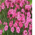 19usd pink Ngryise 3000pcs Dianthus plumarius seed