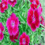 19usd purple Ngryise 3000pcs Dianthus plumarius seed