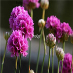 19usd purple Ngryise 3000pcs Armeria maritima seed