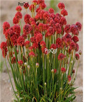 19usd red Ngryise 3000pcs Armeria maritima seed