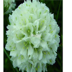 19usd white Ngryise 3000pcs Armeria maritima seed