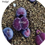 38usd 20pcs Ngryise Ruschiorum seed