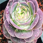 15usd Ngryise 100pcs Greenovia aurea seed