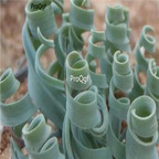 15usd Ngryise 100pcs Albuca concordiana seed
