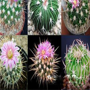 15usd Ngryise 100pcs mixed cactus Stenocactus seed