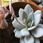 15usd Ngryise 100pcs Echeveria laui  seed
