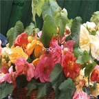 15usd Ngryise 100pcs Abutilon Hybridum Bellvue seed