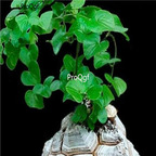 15usd Ngryise 100pcs Dioscorea elephantipes seed