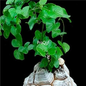 15usd Ngryise 100pcs Dioscorea elephantipes seed