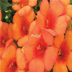 15usd Ngryise 100pcs Trumpet Vine seed