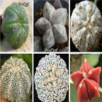 15usd Ngryise 50pcs Astrophytum seed