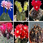 15usd Ngryise 50pcs Gymnocalycium seed