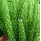 18usd Ngryise 1000Pcs Asparagus cochinchinensis seed