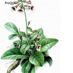 28usd Ngryise 300pcs Rehmannia glutinosa seed