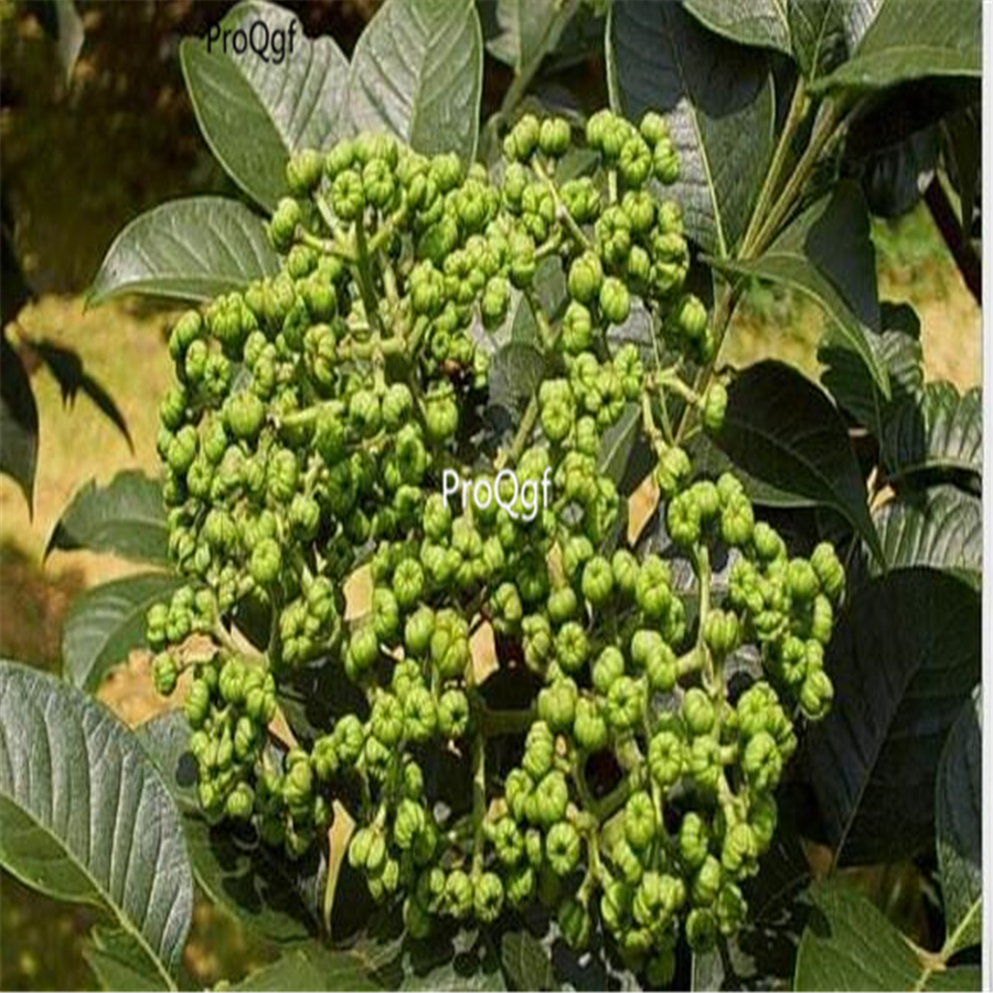 18usd Ngryise  300Pcs Tetradium ruticarpum seed