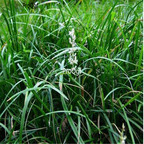 19usd Ngryise 5000Pcs Ophiopogon japonicus  seed