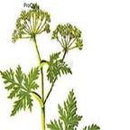 15usd Ngryise 1pcs Ligusticum chuanxiong plant