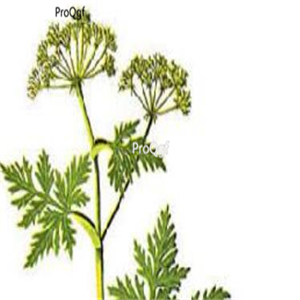 15usd Ngryise 1pcs Ligusticum chuanxiong plant