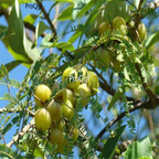 19usd Ngryise 100Pcs Phyllanthus emblica seed