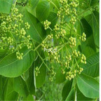 19usd Ngryise 100pcs Phellodendron chinense seed
