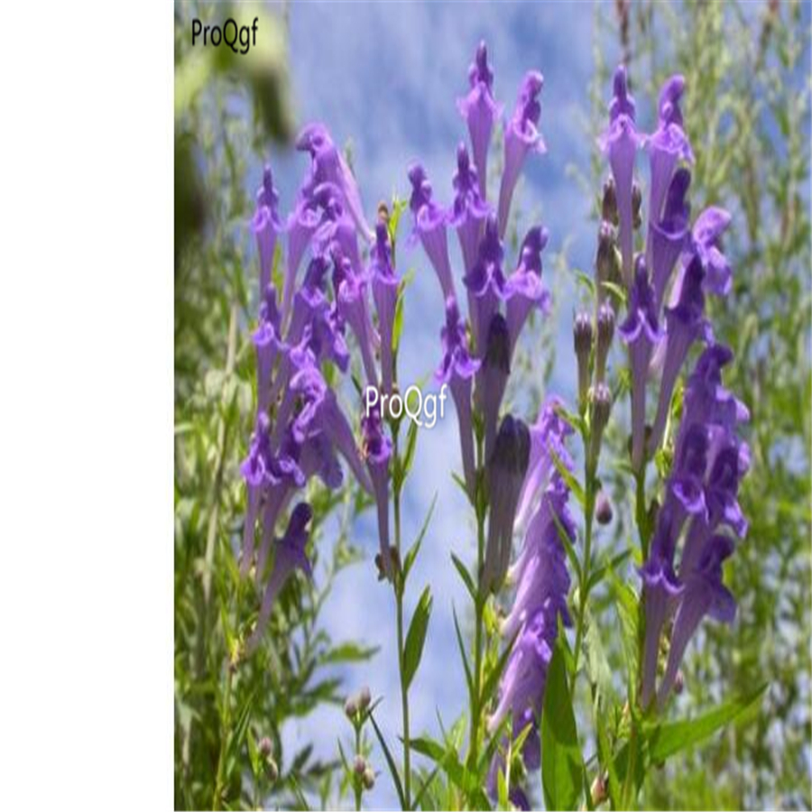 19usd Ngryise 3000pcs Scutellaria baicalensis seed