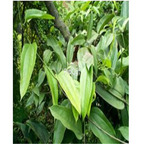 19usd Ngryise 100pcs Poria cocos seed