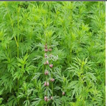 28usd Ngryise 1000pcs Leonurus artemisia seed