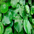 18usd Ngryise 1000pcs Gotu kola seed
