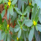 29usd Ngryise 10000pcs Bacopa Monnieri seed