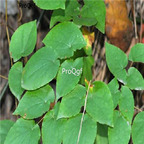 19usd 500pcs Epimedium semens  Horny Goat weed seeds
