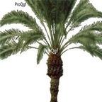 18usd Ngryise 500pcs Sabal palmetto seed