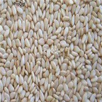 18usd Ngryise 2000pcs Sesamum indicum seed