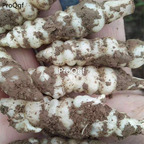 19usd Ngryise 10Pcs S. sieboldii seed