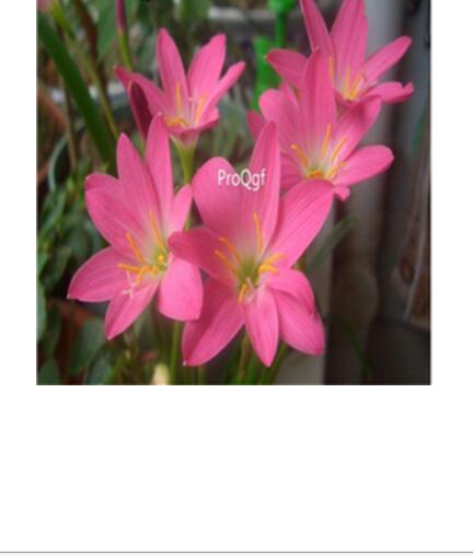 26usd pink Ngryise 10Pcs A Set Rainlily Haylockia Root