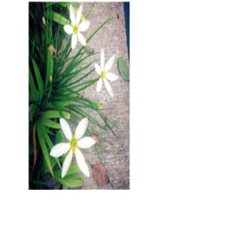 26usd white Ngryise 10Pcs A Set Rainlily Haylockia Root