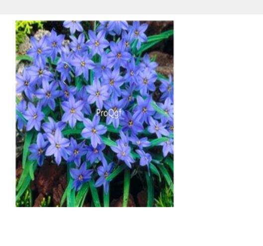 26usd blue Ngryise 10Pcs A Set Rainlily Haylockia Root