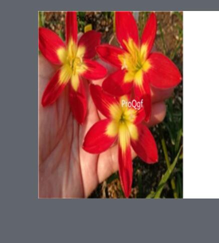 26usd red Ngryise 10Pcs A Set Rainlily Haylockia Root