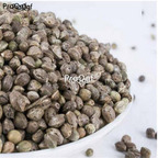 25usd Ngryise 500pcs Chinese herbal medicine Line Garden decoration seed