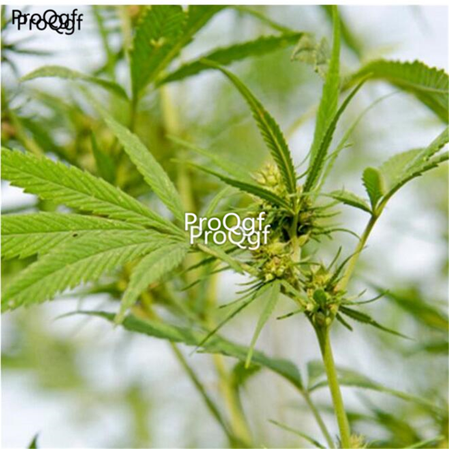 25usd Ngryise 500pcs Chinese herbal medicine Line Garden decoration seed