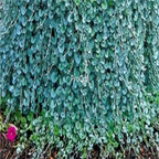 18usd Ngryise 3000pcs Dichondra Repens seed