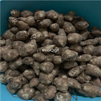 18usd Ngryise 10pcs Helianthus tuberosus root