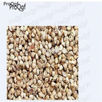 19usd Ngryise 5000pcs Echinochloa frumentacea seed