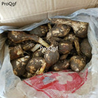 18usd Ngryise 5Pcs  Sagittaria sagittifolia  seed