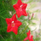 18usd Ngryise 1000Pcs Quamoclit pennata climbing seed